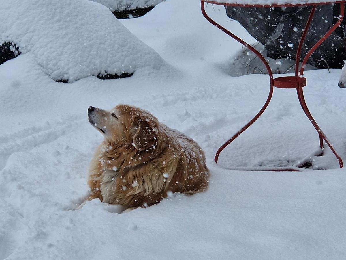 Gotthelf Gartenstudio, Ferien Mit Hund *